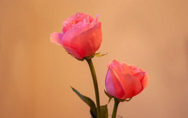 TWO PINK ROSES