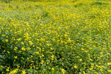 Fototapeta premium Field of yellow flowers. Natural flowers background. Spring bloom