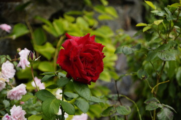 Rote Rose am Strauch mit Blättern 