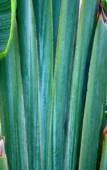 LUCIOUS AND GREEN PALM FROND VEINS