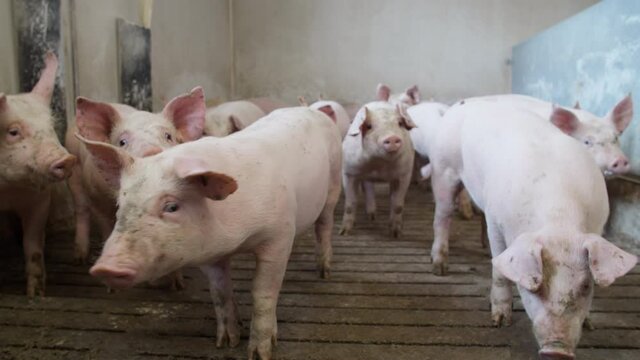 Pig farm with many pigs. Modern agricultural pigs farm