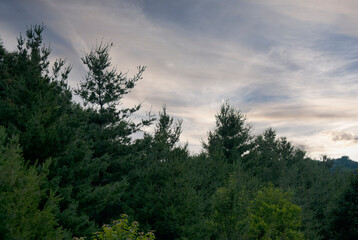 SUMMER PINES