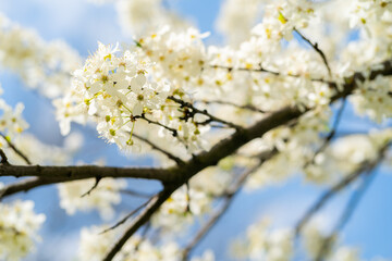 Obraz premium Close-up of beautiful white blossom tree branches in shallow depth of field against the clear blue sky during a sunny spring day.