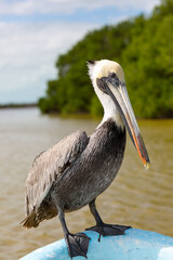 Close up de Pelicano en Rio Lagartos, Yucatan.