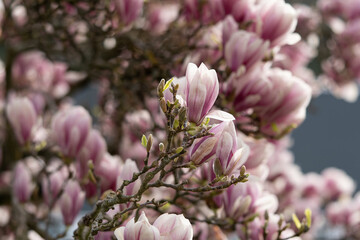 Branches of Magnolia blossom in natural daylight.