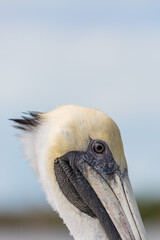 Close up de Pelicano en Rio Lagartos, Yucatan.