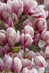 Close up of field of Magnolia blossom in natural daylight.
