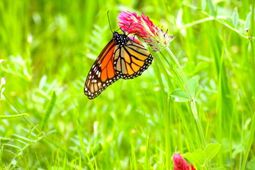 Monarch Butterfly on a Red Flower