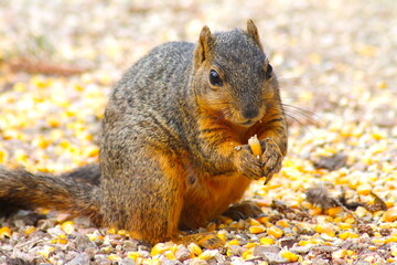 Chubby Fox Squirrel Eating Corn