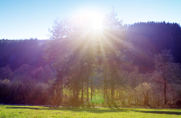 The sun shines through a majestic green tree in a meadow.