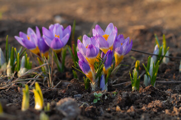 Obraz premium Lilac crocuses in the spring in the light of the evening sun on fresh soil in the spring