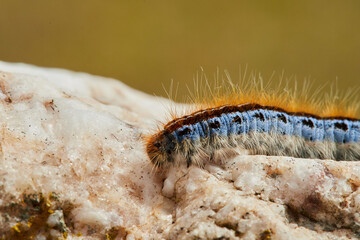 Oruga