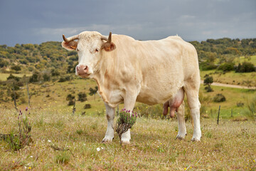 cow on the farm