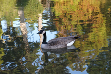 Goose Swimming