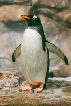 Pinguino Gentoo. Retrato.