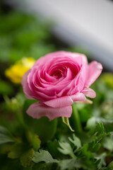 Ranunculus Potted Spring Flower Garden