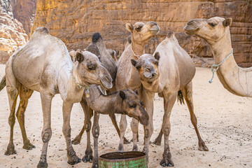 A herd of camels are drinking water in the Bashikele Valley, Chad, Africa	