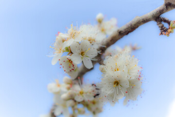 white cherry blossom against sky soft focus