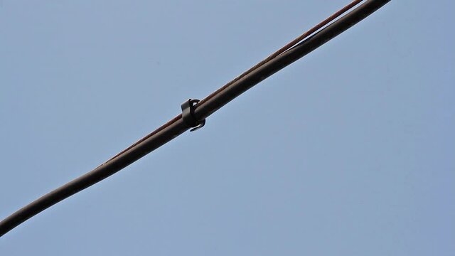Golondrina posadas en un cable que echa a volar