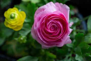 Ranunculus Potted Spring Flower Garden