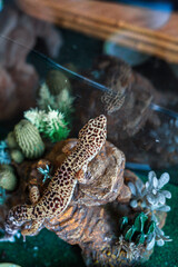 Leopard Spotted Gecko