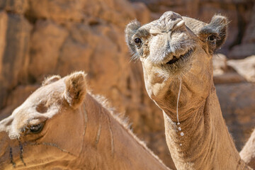 Close up on camel funny cute face, Chad, Africa	