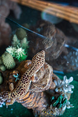 Leopard Spotted Gecko