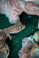 Leopard Spotted Gecko