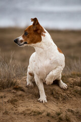 Portrait of Jack Russell Terrier on the sand