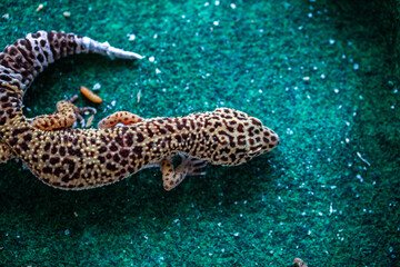 Leopard Spotted Gecko