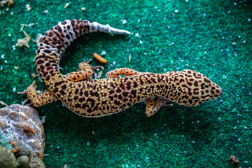 Leopard Spotted Gecko