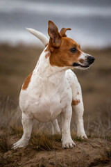 Portrait of Jack Russell Terrier on the sand