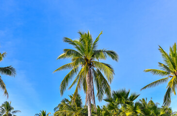 Fototapeta premium coconut palm trees with blue sky and clouds