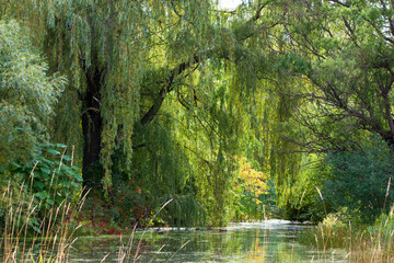 Fototapeta na wymiar A stream working past weeping willow and other trees. The rich green canopy is glowing with the sun trying to get through. 