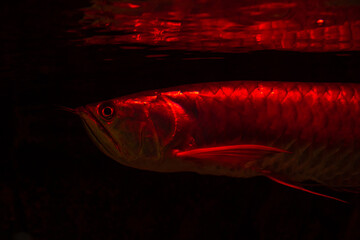 Nice arowana fish close  up shot in freshwater aquarium