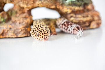 Leopard Spotted Gecko