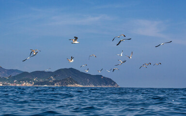 Fototapeta premium Seascape with azure water in the foreground and the Italian port city and rocky coastline in the background. A flock of birds over the water.