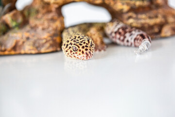Leopard Spotted Gecko