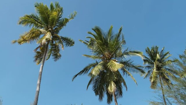 A lot of tall palm trees swaying in the wind against the blue sky. Africa. Palm grove. The green foliage sways on the branches. Palm trees in a row. Slow Motion