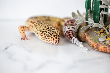 Leopard Spotted Gecko