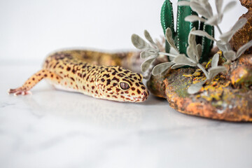 Leopard Spotted Gecko