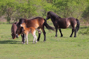 Naklejka na ściany i meble A herd of Exmoor ponies on the pasture, mare and foal 