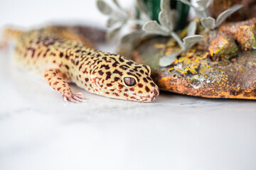 Leopard Spotted Gecko