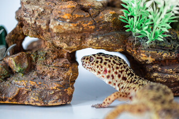 Leopard Spotted Gecko