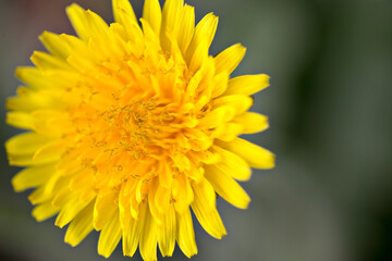 yellow dandelion close-up bloom macro background  blooming spring