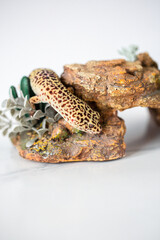 Leopard Spotted Gecko