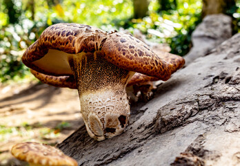 Mushroom
