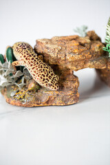 Leopard Spotted Gecko