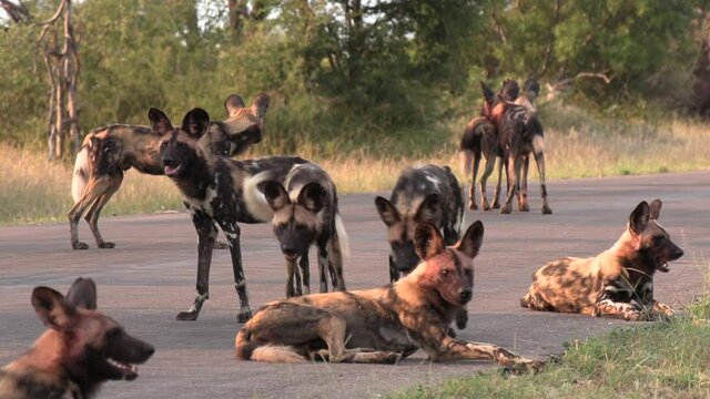 A pack of African wild dogs lounging on a paved road under the hot afternoon sun.