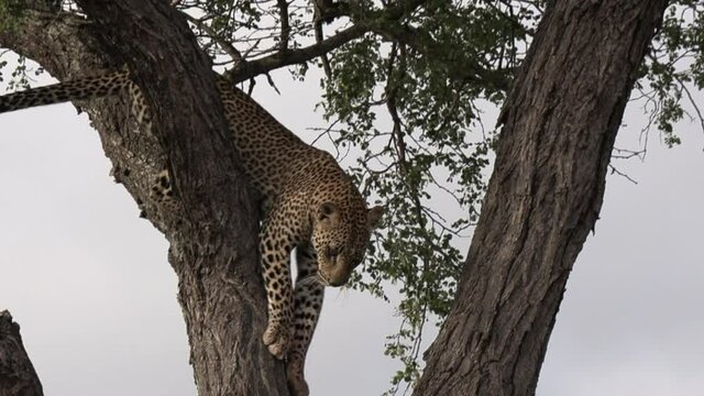 Close-up of an agile leopard descending from high up in a tree. Tracking shot following the large cat climbing down to the ground in the African bush.